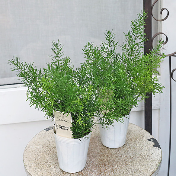 値引きセール 草花苗 アスパラガス スプレンゲリー 2.5号 観葉植物