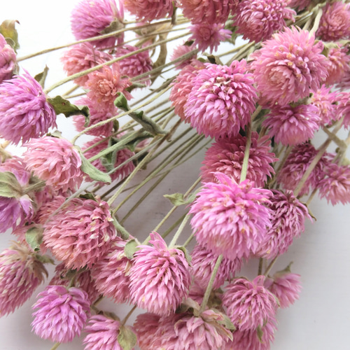 千日紅のドライフラワー～ﾋﾟﾝｸ～ ドライフラワー nyao-mery 通販