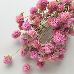 千日紅のドライフラワー～ﾋﾟﾝｸ～ ドライフラワー nyao-mery 通販