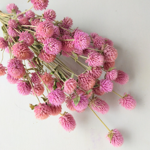 千日紅のドライフラワー～ﾋﾟﾝｸ～ ドライフラワー nyao-mery 通販