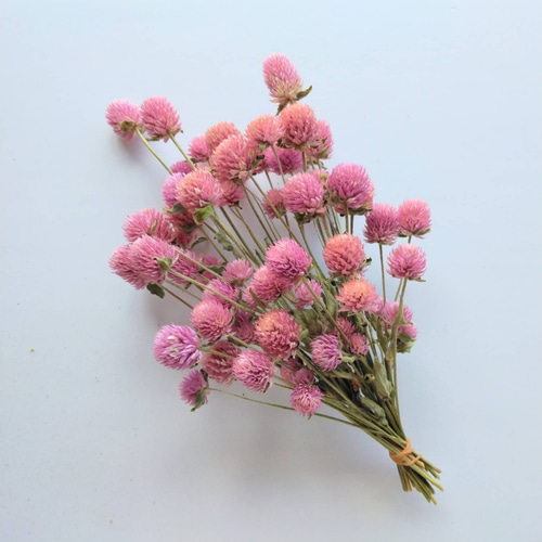 チガヤとカワラハハコのベビーピンク色フライングリース　ドライフラワー　千日紅 チガヤとカワラハハコのベビーピンク色フライングリース ドライ