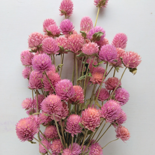 千日紅のドライフラワー～ﾋﾟﾝｸ～ ドライフラワー nyao-mery 通販