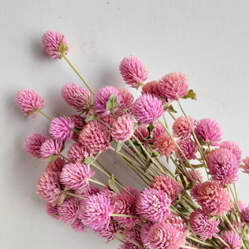 千日紅のドライフラワー～ﾋﾟﾝｸ～ ドライフラワー nyao-mery 通販