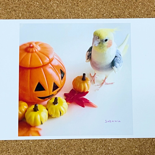 オカメインコ ハロウィンカード3枚セット ポストカード Inkororin 通販