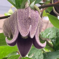 桃色壺型クレマチス10粒 多肉植物 植花夢 通販 12333513｜Creema