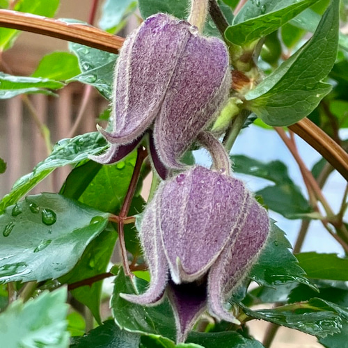 ヴィオルナ系壺型クレマチス10粒 多肉植物 植花夢 通販 18198932