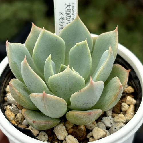 人気レア品種！☆大和のバラ×そわそわ 多肉植物 自家繁殖 国産 多肉