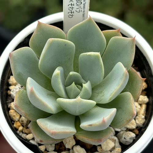 人気レア品種！☆大和のバラ×そわそわ 多肉植物 自家繁殖 国産 多肉