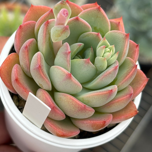 人気レア品種！☆ティンカーベル 多肉植物 自家繁殖 国産 多肉植物 美