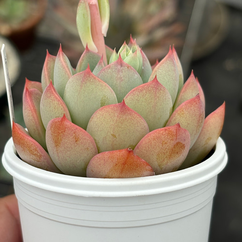 人気レア品種！☆ティンカーベル 多肉植物 自家繁殖 国産 多肉