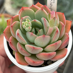 多肉植物　淡雪綴化（ツヅリカ） 多肉植物淡雪綴化老樁大羣精品景天組合陽臺易養一物一拍貴貨包郵