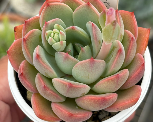 d554e05f547e1a1896e2a34a0225b1