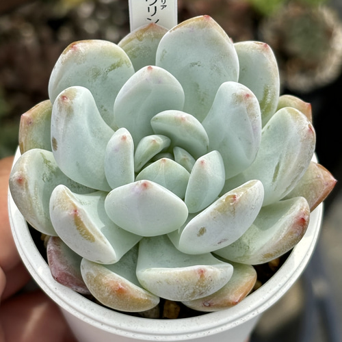 人気品種！☆ラウリンゼ 多肉植物 自家繁殖 国産 多肉植物 美