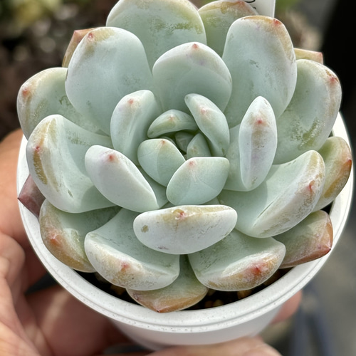 人気品種！☆ラウリンゼ 多肉植物 自家繁殖 国産 多肉植物 美