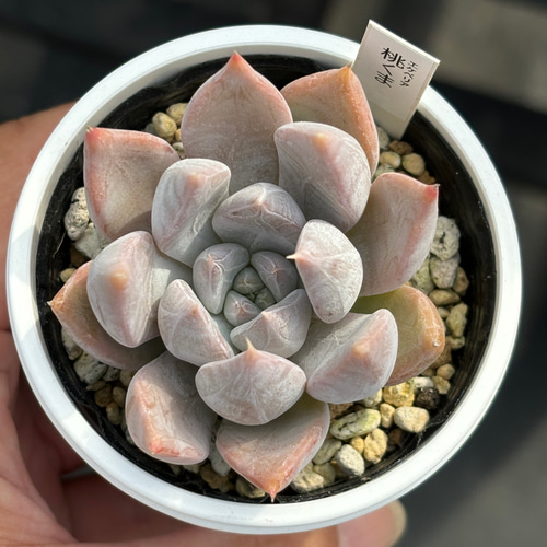 人気レア品種！☆桃くま 多肉植物 自家繁殖 国産 多肉植物 美