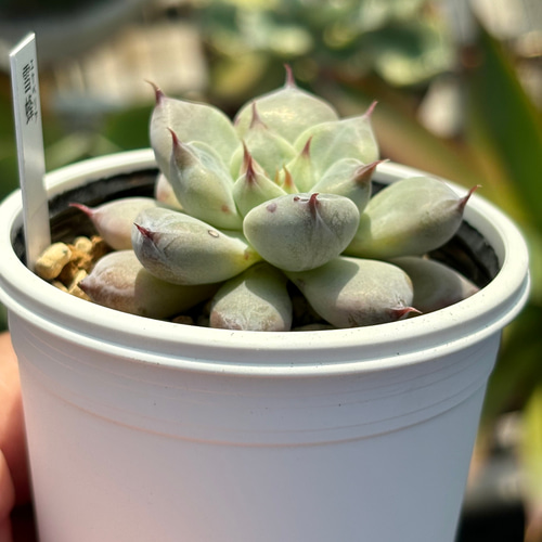人気レア品種！☆雪蜂 多肉植物 自家繁殖 国産 多肉植物 美✴︎taniku