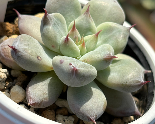 人気レア品種！☆雪蜂 多肉植物 自家繁殖 国産 多肉植物 美✴︎taniku