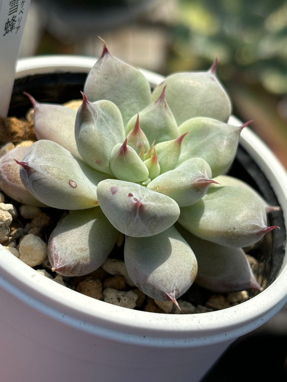 人気レア品種！☆雪蜂 多肉植物 自家繁殖 国産 多肉植物 美✴︎taniku
