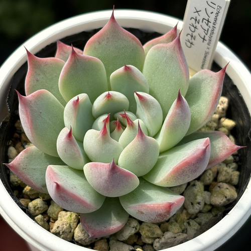 人気レア品種！☆リンゼアナ×そわそわ 多肉植物 自家繁殖（10/1