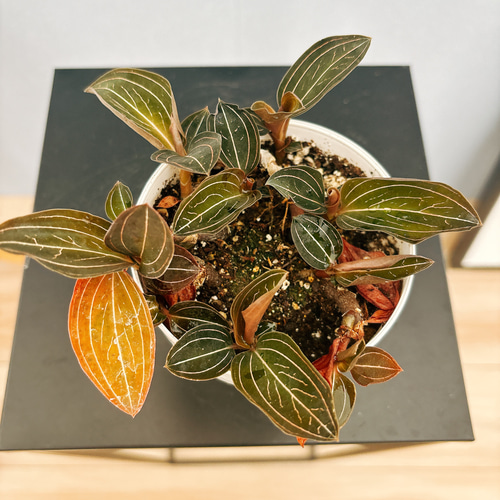 現品］【希少】5番 ☆宝石蘭☆ ルディシア ルミエル 観葉植物 かわいい