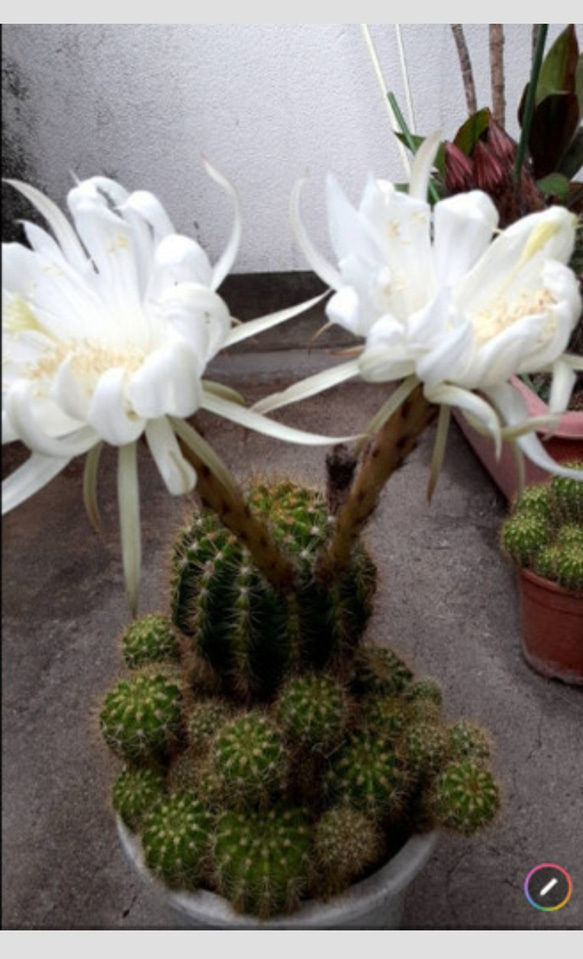 専用ページです！サボテン 美女丸♪抜き苗 専用ページです！サボテン 美女丸♪抜き苗 【公式通販】