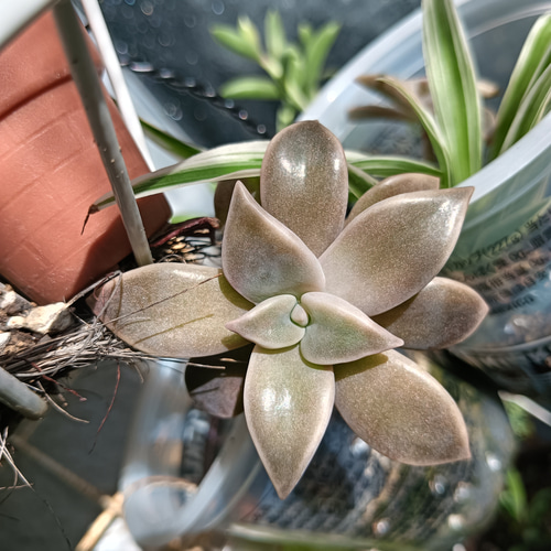 多肉初心者おすすめ 増える簡単朧月 カット苗 多肉植物 グリーンライフ