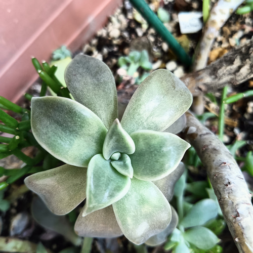 多肉植物　朧月　カット苗 多肉植物 朧月 カット苗 1株 多肉植物 jt-dreams 通販 14311257