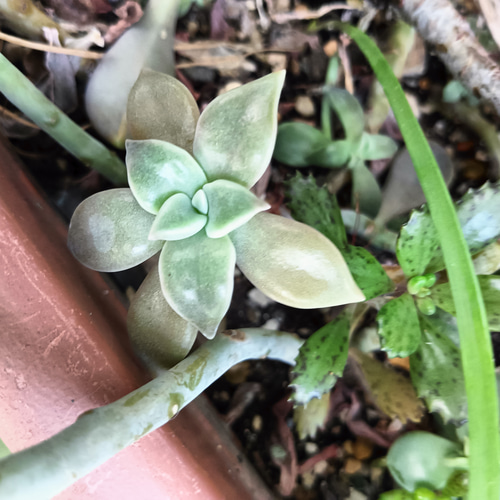 多肉初心者おすすめ 増える簡単朧月 カット苗 多肉植物 グリーン