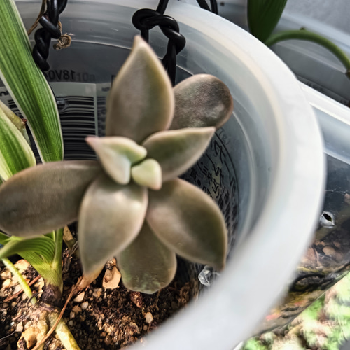 多肉初心者おすすめ 増える簡単朧月 カット苗 多肉植物 グリーンライフ