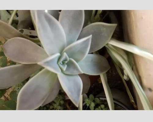 多肉植物　朧月　カット苗 多肉初心者おすすめ 増える簡単朧月 カット苗 多肉植物 グリーンライフ