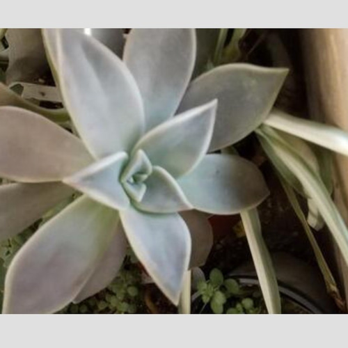 多肉初心者おすすめ 増える簡単朧月 カット苗 多肉植物 グリーンライフ