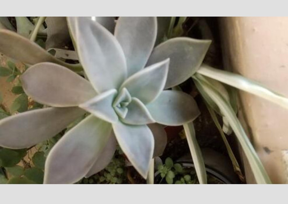 多肉植物　朧月　カット苗 多肉初心者おすすめ 増える簡単朧月 カット苗 多肉植物 グリーン