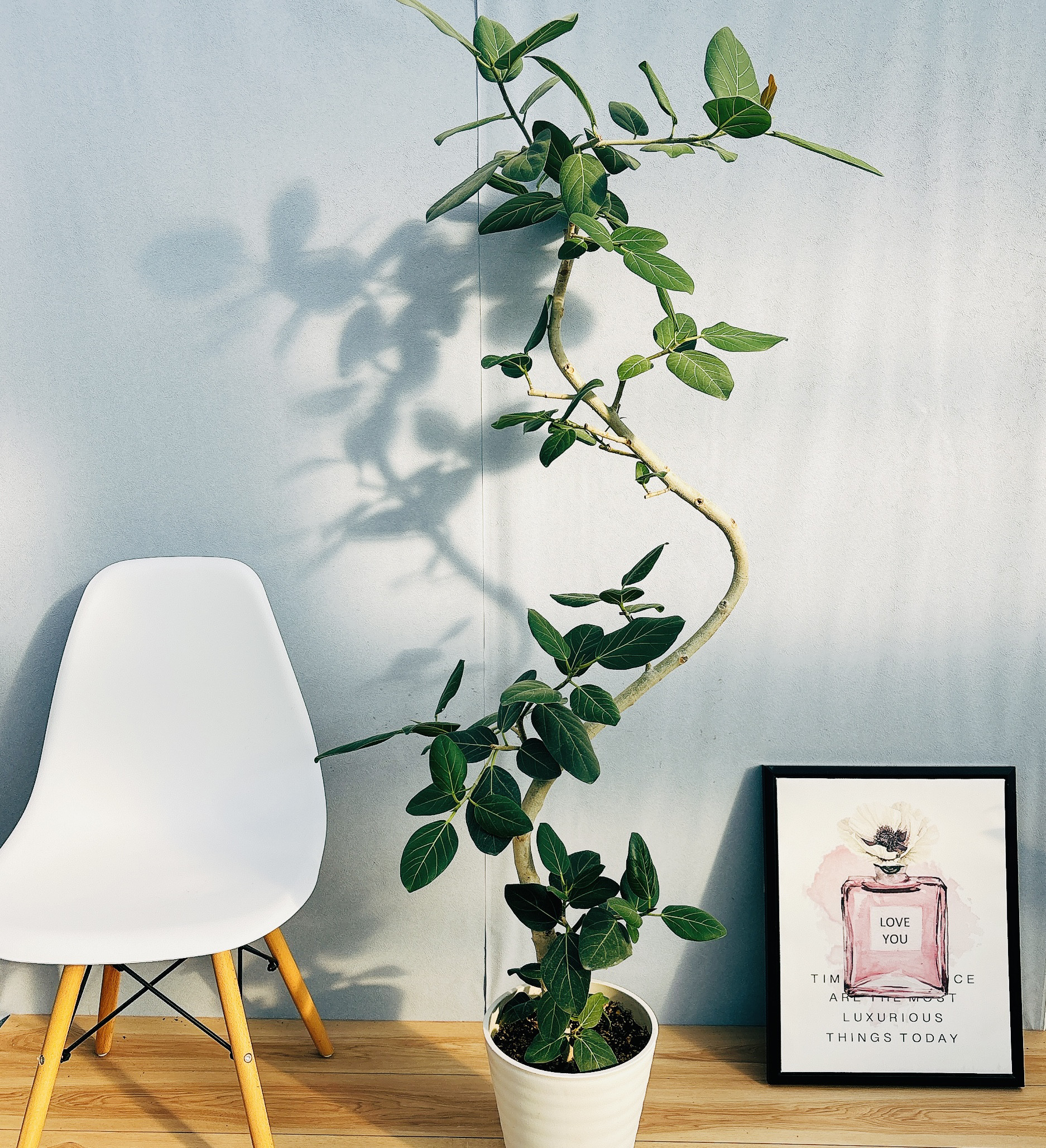 ［現品］フィカス　ベンガレンシス　曲がり　観葉植物　室内 現品］33番 フィカス ベンガレンシス 曲がり 8号 観葉植物 室内