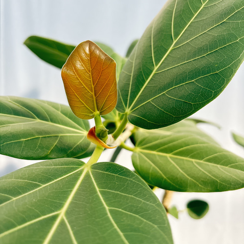 現品］9番 フィカス ベンガレンシス 曲がり 8号 観葉植物 室内