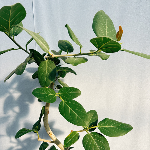 現品］9番 フィカス ベンガレンシス 曲がり 8号 観葉植物 室内