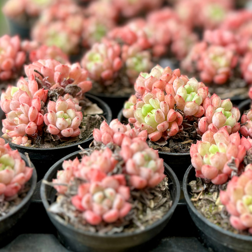 キュートバブル 根付き群生 多肉植物 多肉植物 プクニク 通販