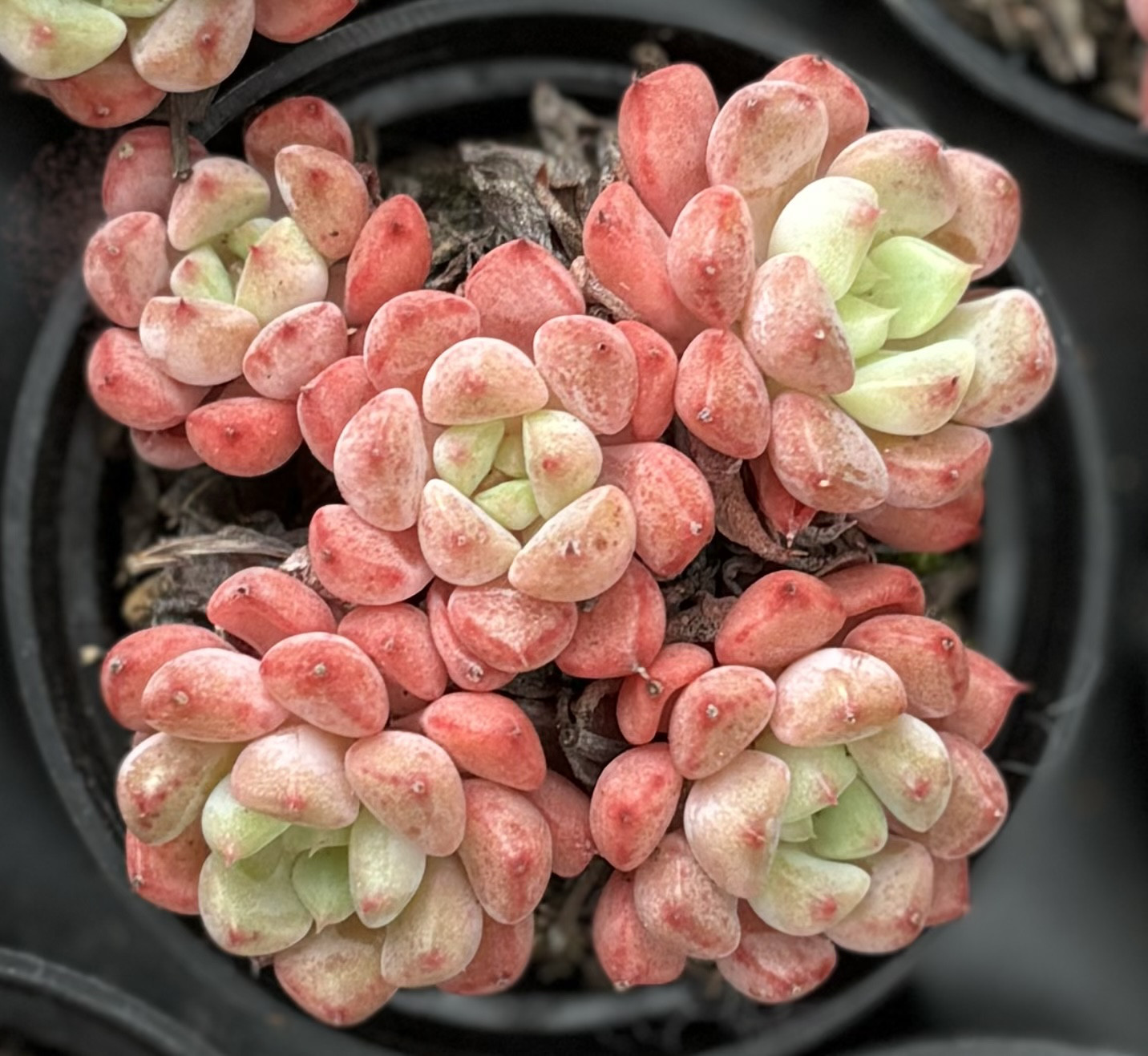 キュートバブル 根付き群生 多肉植物 多肉植物 プクニク 通販