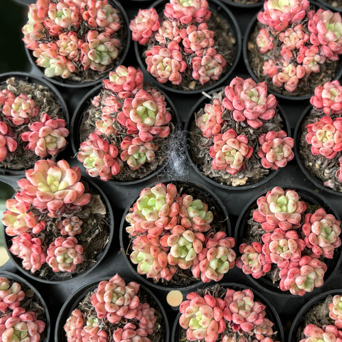 そ*い様 K1173　キュートバブル群生　40株　多肉植物 抜き苗 エケベリア SALE】キュートバブル 大株群生 エケベリア 韓国苗 多肉植物