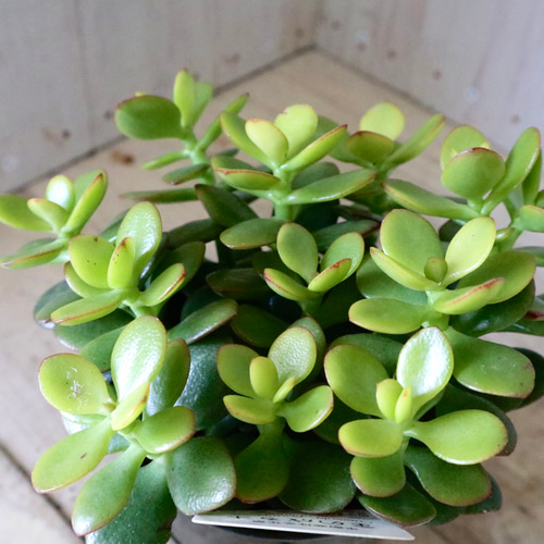 金のなる木♡黄金姫花月♡多肉植物♡インテリアグリーン♡鉢ごと