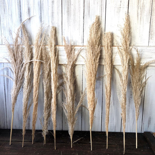 パンパスグラス」ショート10本 在庫入れ替えセール品 ドライフラワー  