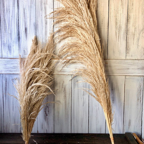 パンパスグラス」ショート10本 在庫入れ替えセール品 ドライフラワー  