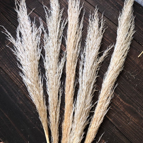 パンパスグラス」ショート10本 在庫入れ替えセール品 ドライフラワー  