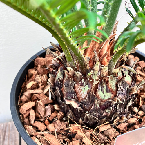 ソテツ 蘇鉄【現品】ドライガーデン 観葉植物 屋外 大型｜Yahoo