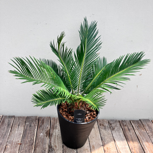 ⭐️【超美品ソテツ!!】⭐️美しい大型ソテツ　55㎝蘇鉄★【お庭を彩る】 幹高55㎝⭐️【庭を美しく彩る!!】⭐️美しい大型ソテツ 蘇鉄【存在感