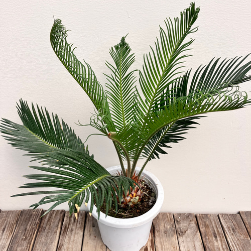 ソテツ＊蘇鉄＊常緑広葉樹＊ドライガーデン＊ アートフラワー bloom