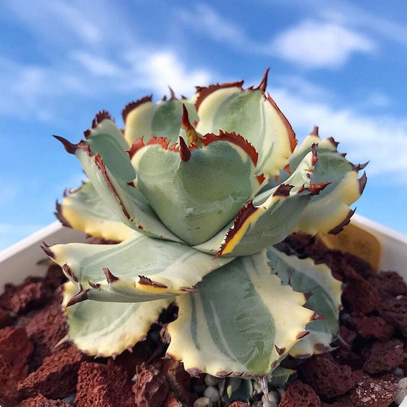 アガベ　ドラド　大株 アガベ】ドラド(ドラゴントゥース錦) | プラントウィズ