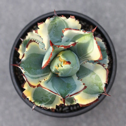 ef3c448402fdb601fe01dc17f80b38