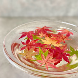 紫陽花　きらきら星　星の桜　母の日ピック付き 母の日♡紫陽花♡きらきら星♡ラッピング♡ギフト♡5号鉢