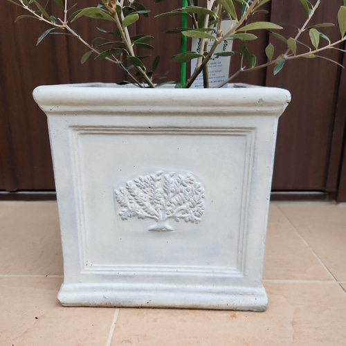 オリーブの木　10号　白色鉢植え　エルグレコ　H140 オリーブの木 10号 白色鉢植え エルグレコ H140 オリーブの木