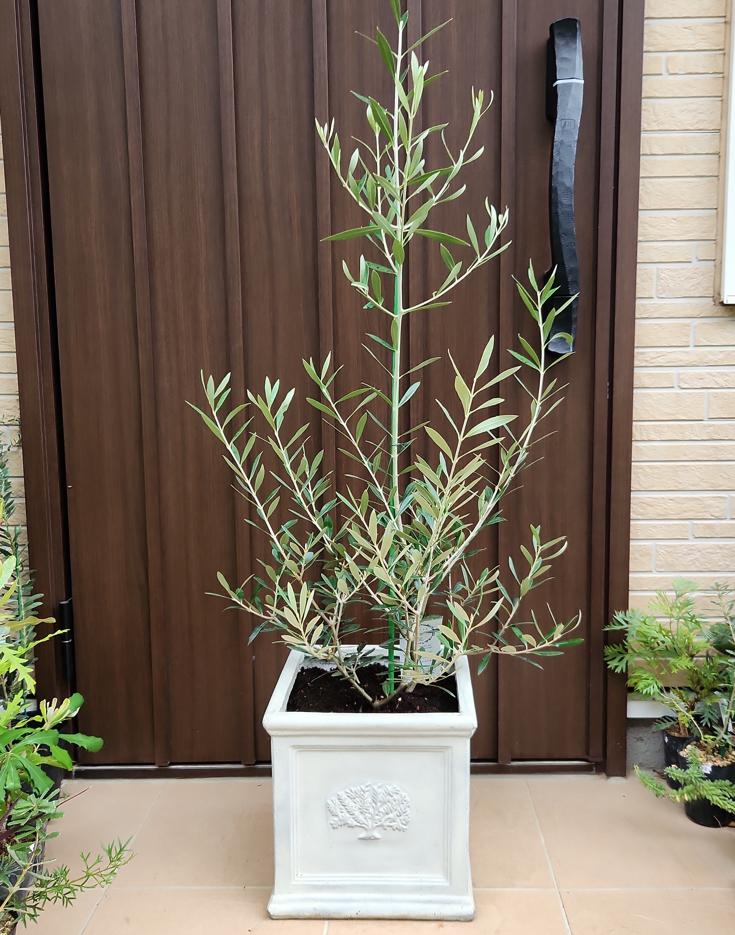 大きめ♪オリーブの木 エルグレコ スクエア型ホワイト鉢植え 苗